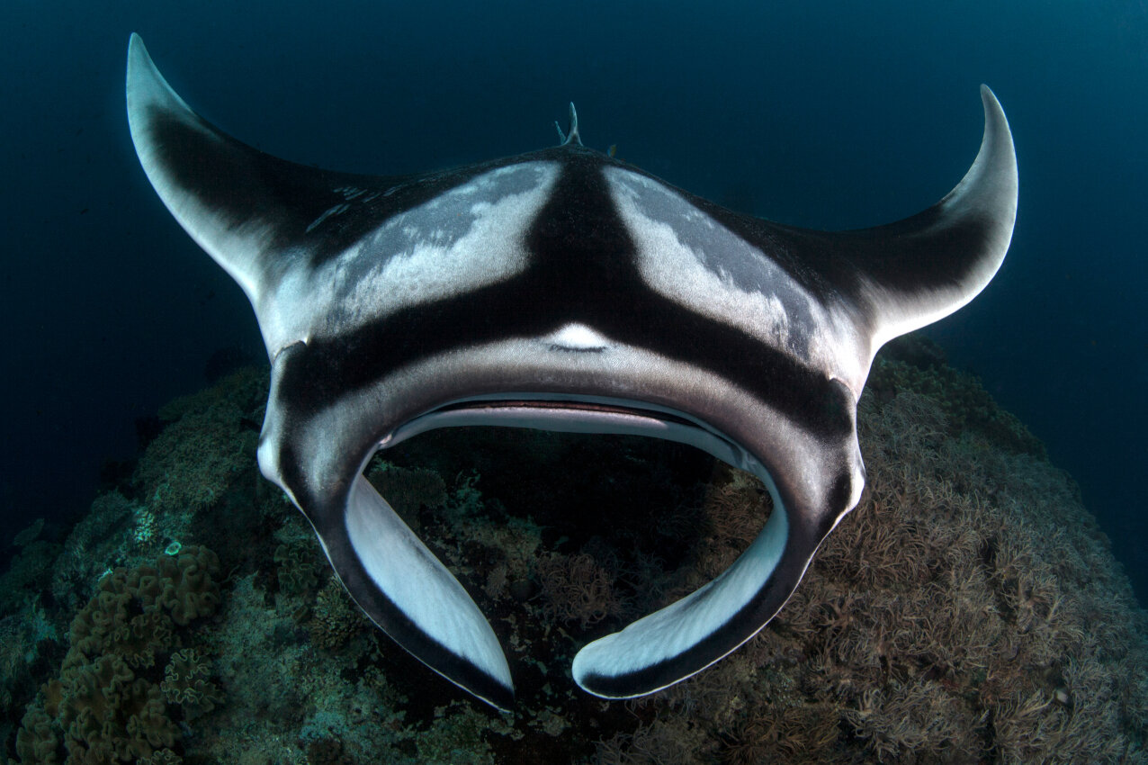 Raja Ampat expedition
