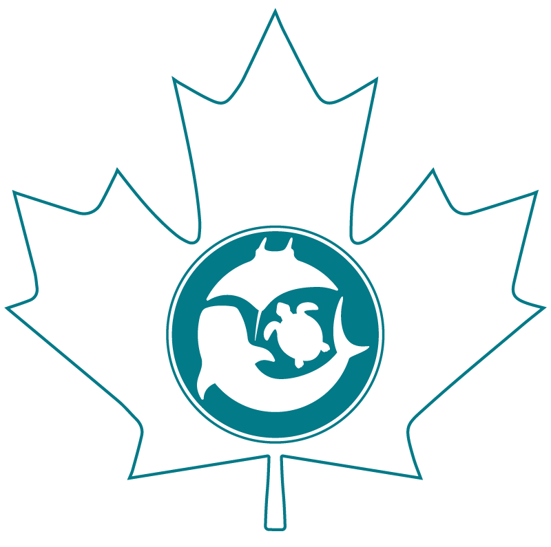 MMF Canada