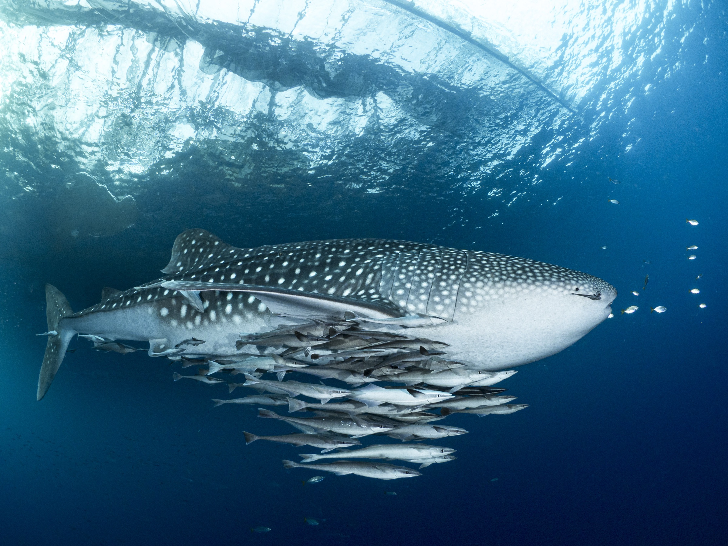 Cenderawasih Bay to Sorong expedition