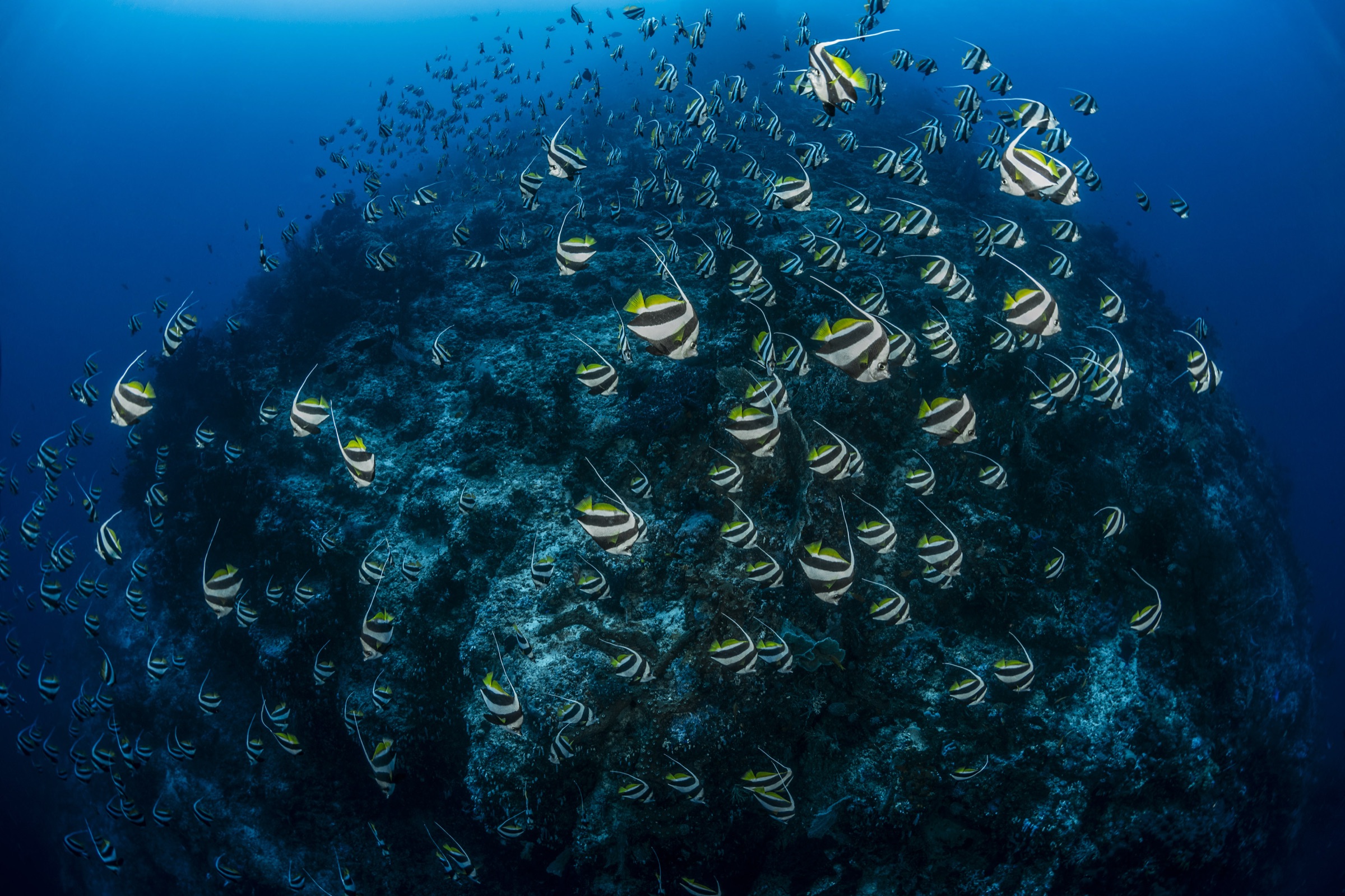Ambon to Raja Ampat expedition